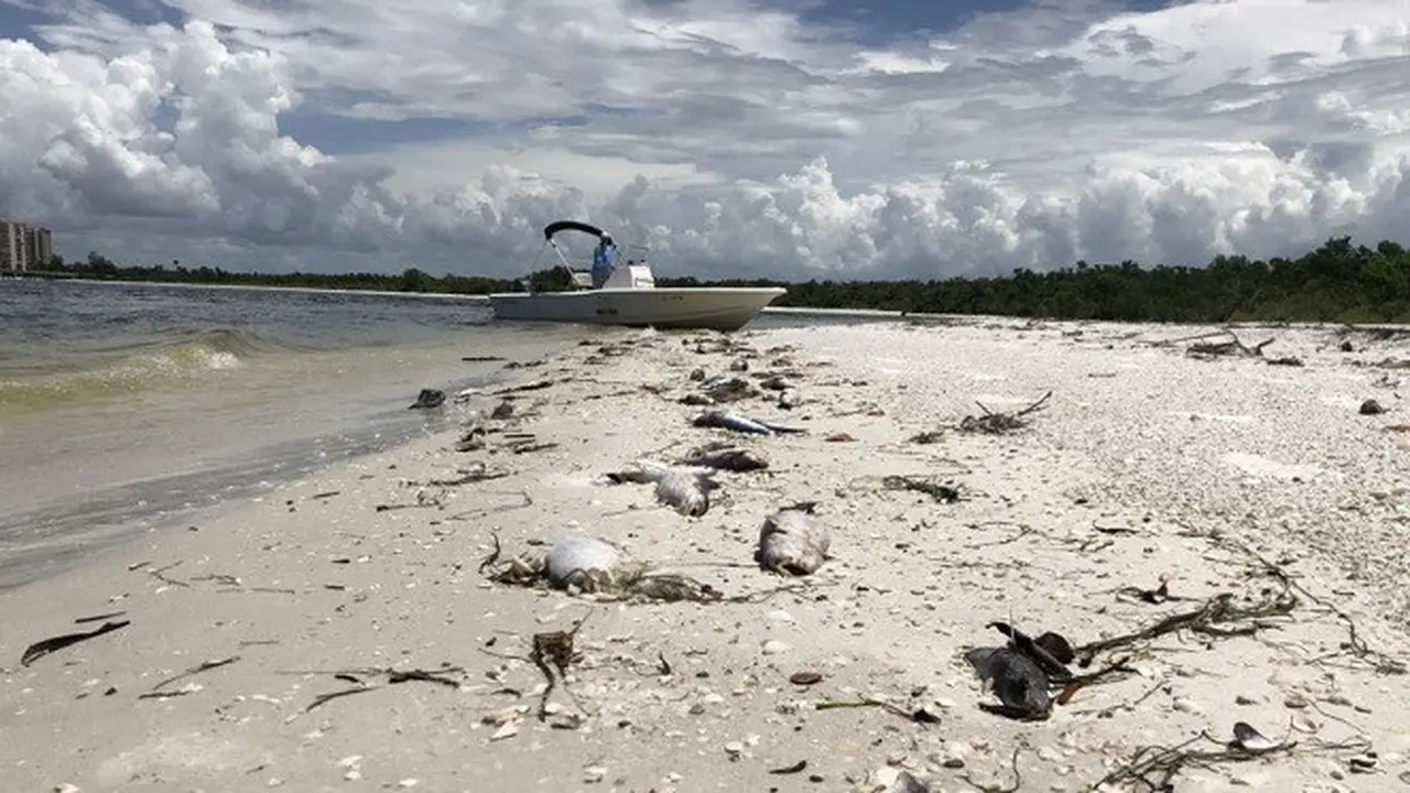 Alga Merah di Florida