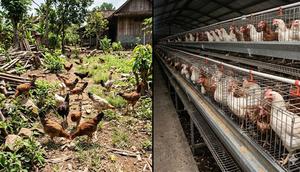 Ayam Umbaran dan Ayam Box (created by AI)