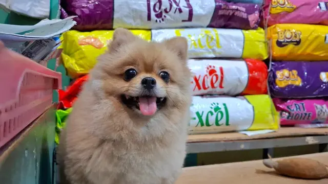 Anjing