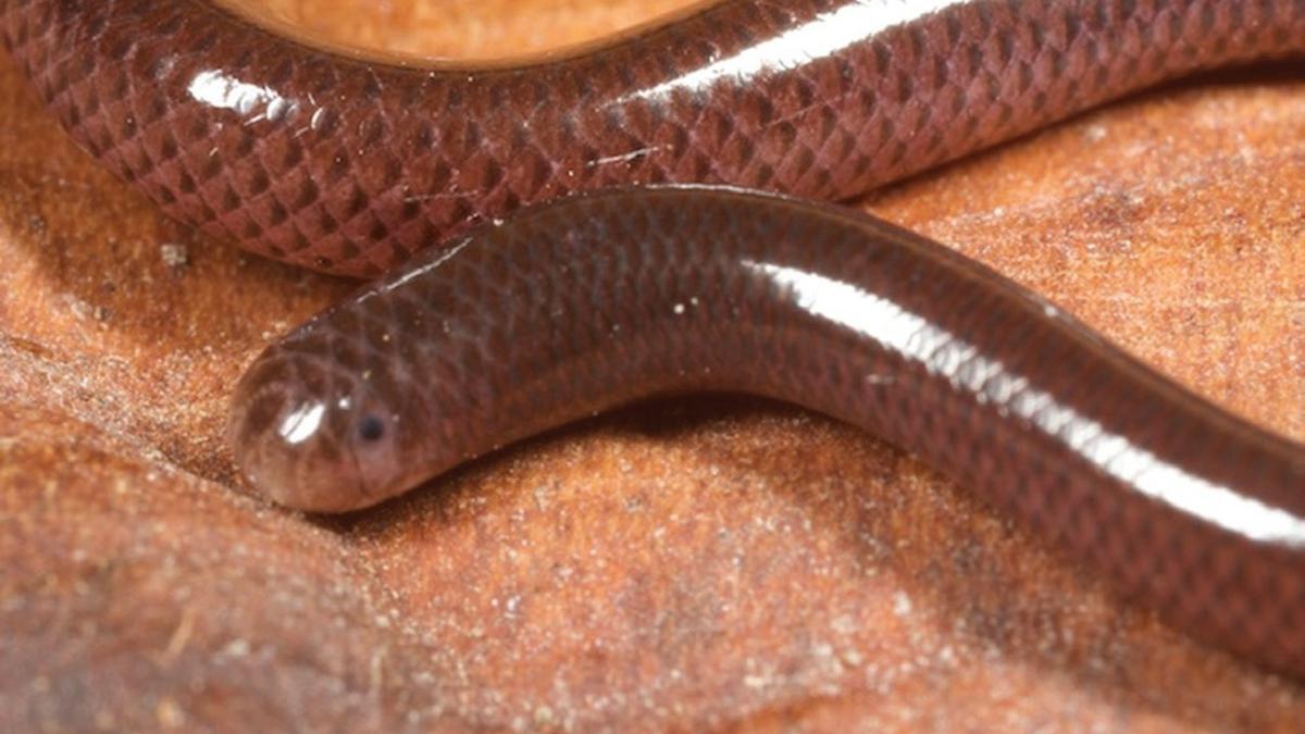 Apakah Ular Kawat Berbahaya? Simak Fakta Ilmiah Reptil Mungil Mirip Cacing