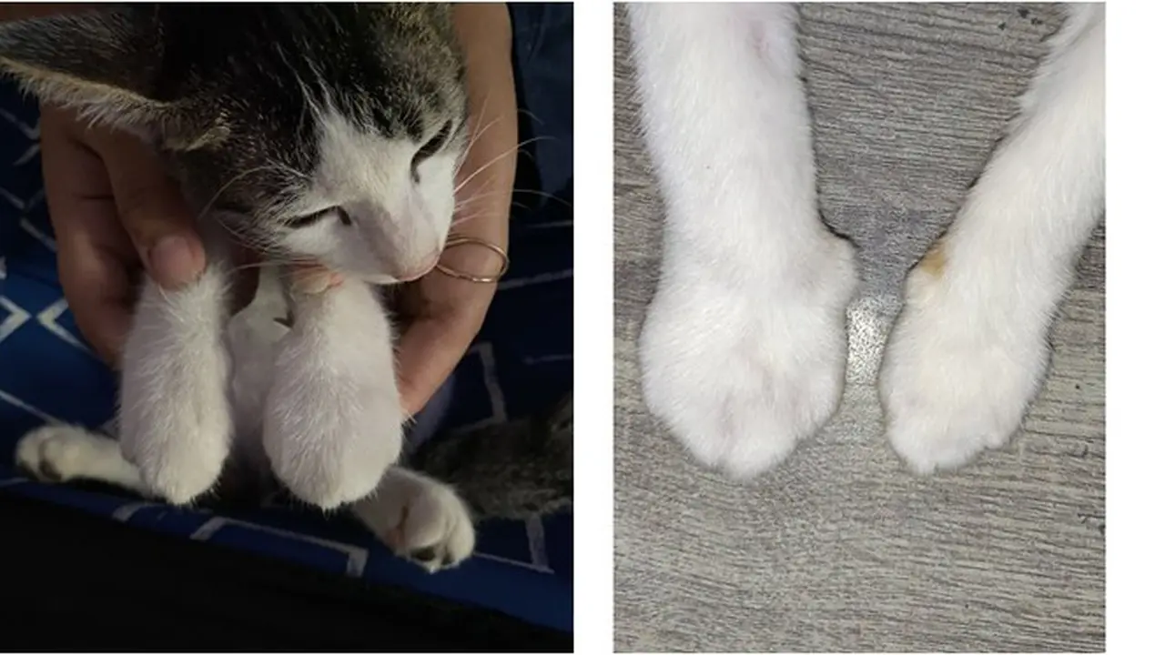 6 Potret Kaki Kucing Usai Disengat Lebah Ini Bikin Kaget