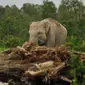 Seekor Gajah Sumatera (Elephas maximus sumatranus) yang didatangkan dari Pusat Latihan Gajah (PLG) Padang Sugihan mencari makan di Sebokor, Ogan Komering Ilir (OKI), Sumatra Selatan, Jumat (25/3). (Liputan6.com/Gempur M Surya)