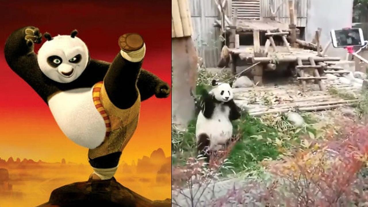 Aksi Panda Seperti dalam Film Kungfu Panda Ini Benar-benar Ada, Amazing