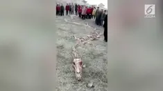 Sebuah kerangka raksasa menjadi perbincangan warganet. Mereka menganggap kerangka itu bukti mitos naga yang ada adi China.