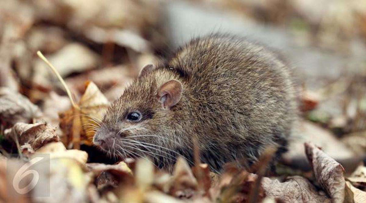 7 Jenis Tikus yang Sering Berkeliaran di Rumah, Ketahui Habitat dan Bahayanya