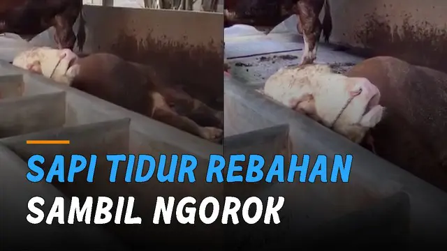 Seolah capek setelah beraktivitas, sapi sampai mengorok dan mulutnya terbuka.