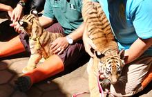 Mengintip Gemasnya Dua Bayi Harimau Benggala Mandi Cahaya Matahari Pagi di Bandung Zoo