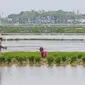 Petani menyiapkan lahan persawahan sebelum ditanami bibit padi di Tangerang Selatan, Jumat (15/10/2020). Lahan pertanian yang terbatas bisa dimanfaatkan dengan menanam tanaman pangan yang berusia pendek dan memiliki nilai ekonomis. (Liputan6.com/Fery Pradolo)