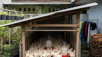 12 Usaha Ternak Paling Cepat Balik Modal Minim Rugi, Peluang Emas Pemula