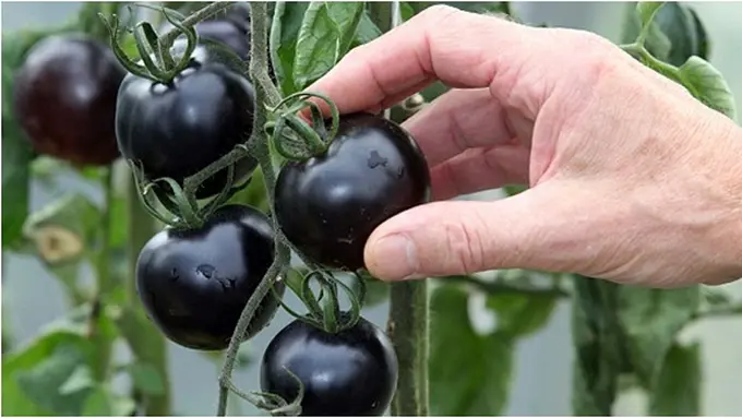 Courtesy DailyMail.com