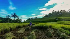 Petani memanen padi jenis Ciherang di Terasering Cisalada, Bogor, Jawa Barat, Minggu (12/4/2006). Harga gabah kering di tingkat petani saat ini naik, dari harga sebelumnya Rp 6800/kg menjadi Rp 8000/kg. (merdeka.com/Arie Basuki)