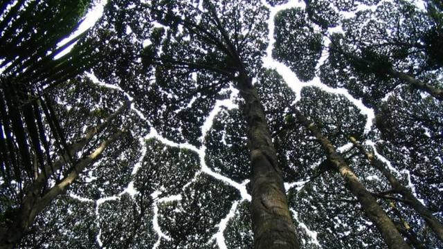 Fenomena Misterius Pohon Di Hutan Ini Daunnya Tak Bersentuhan Citizen6 Liputan6 Com
