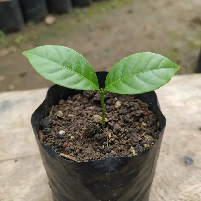 Benih matoa menumbuhkan dua tunas daun (Gemini AI)