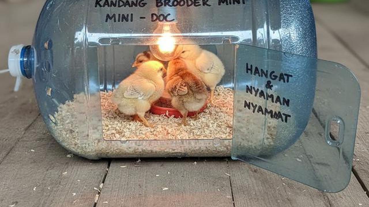 10 Desain Kandang Ayam dari Galon Bekas Sederhana, Ide Kreatif Ternak