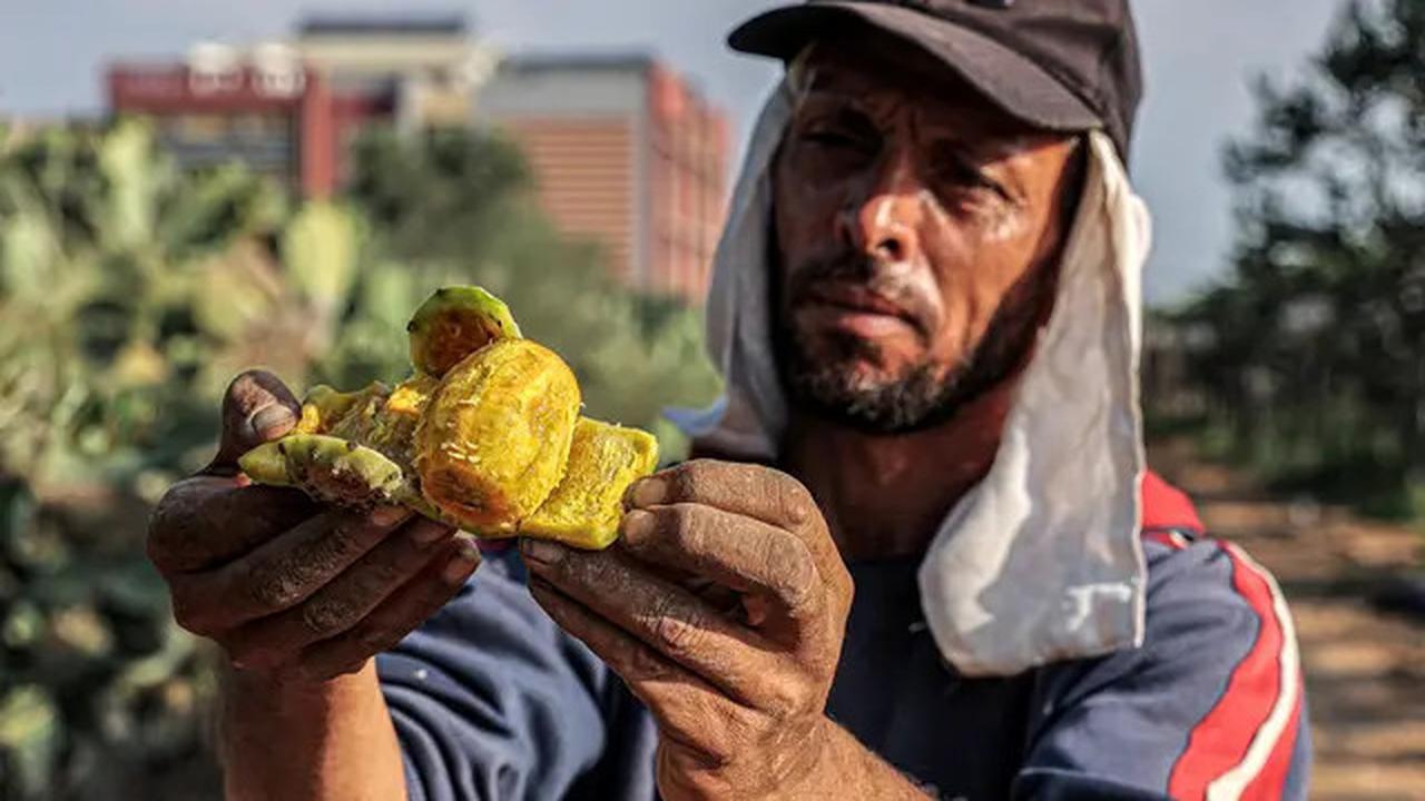 7 Khasiat Kaktus untuk Kesehatan yang Jarang Diketahui, Sumber Nutrisi dan Antioksidan Alami