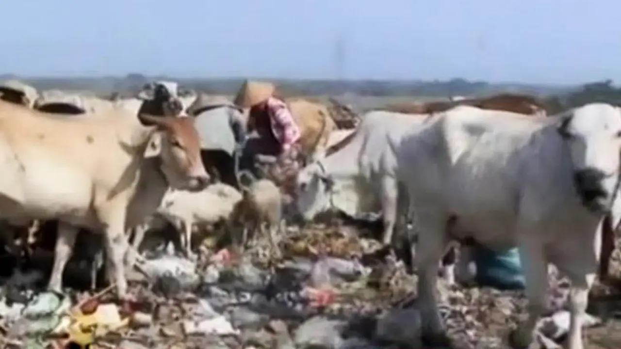 Puluhan Sapi Mencari Makan di Tempat Pembuangan Akhir Sampah