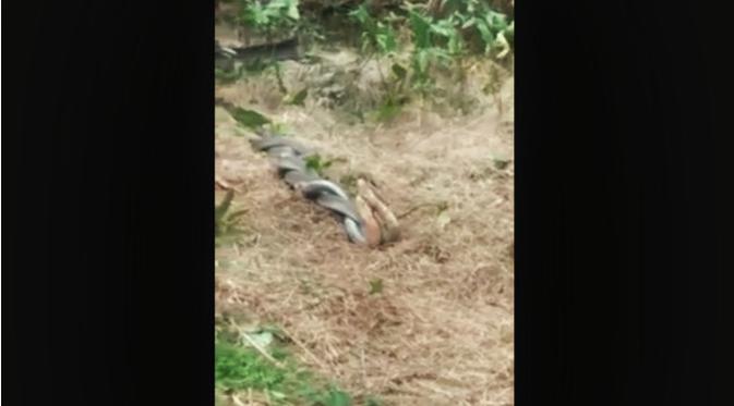 Dua ekor ular kobra yang sedang menjadi hiburan warga di Aceh. (Liputan6.com/ Rino Abonita)
