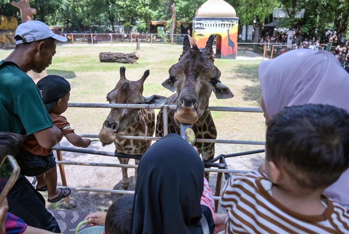 FOTO: Kebun Binatang Surabaya Jadi Pilihan Wisata Edukatif Selama Libur Akhir Tahun