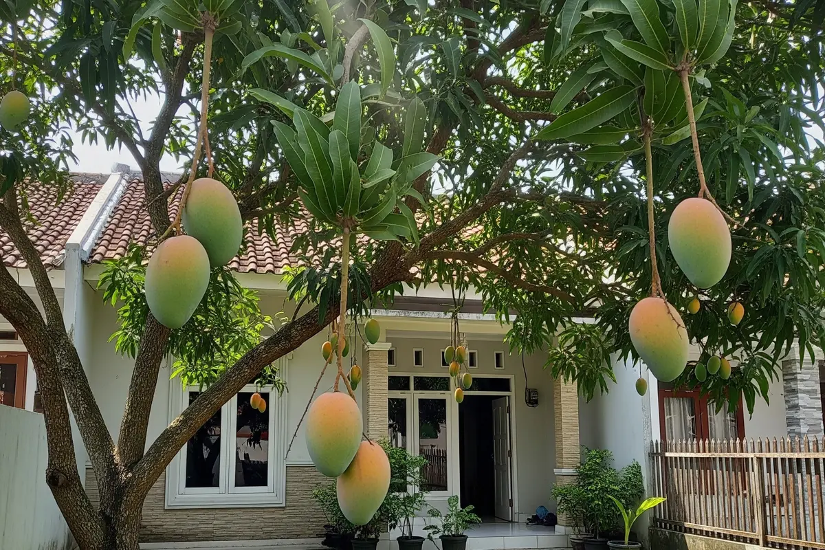 Cara Membuat Pohon Mangga Berbuah di Luar Musim, Panduan Panen Melimpah