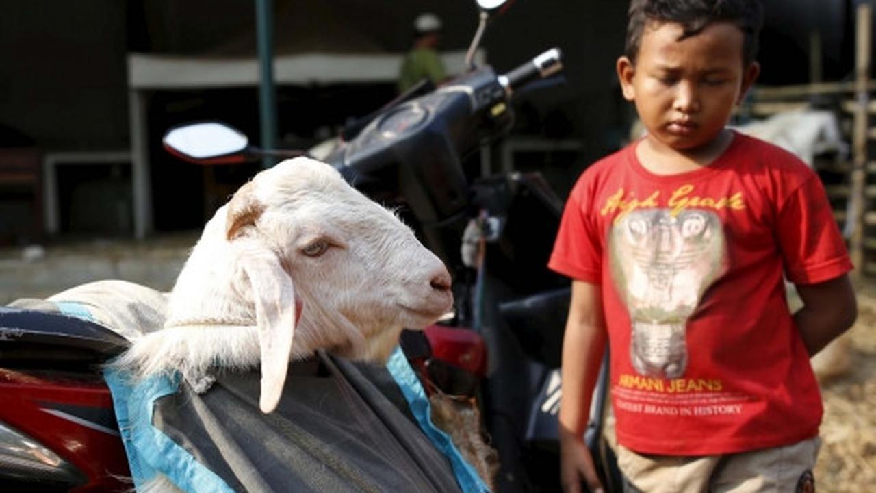 Kisah semangat bocah penjaga dagangan hewan kurban