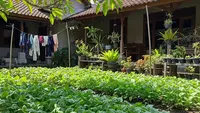 Jenis Sayur yang Mudah Tumbuh di Pekarangan Rumah, Cepat Panen