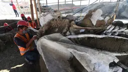 Ahli paleontologi dari Institut Antropologi Nasional bekerja menggali kerangka mammoth di Pangkalan Militer Santa Lucia, Meksiko (8/9/2020). Kerangka mammoth yang diperkirakan berusia antara 10.000 hingga 25.000 tahun itu ditemukan dengan kerangka hewan prasejarah lainnya. (AFP/Rodrigo Arangua)