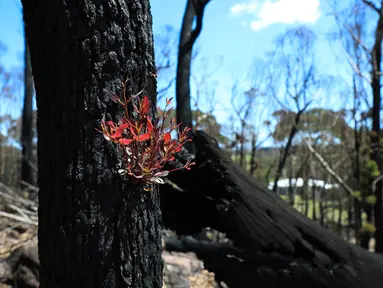 Pohon kembali bertunas setelah sempat terbakar hangus dalam kebakaran hutan di dekat Teluk Batemans, Australia, Jumat (27/2/2020). Kebakaran hutan yang melanda Australia selama berbulan-bulan telah melumat seperlima dari hutan negara tersebut. (Xinhua/Chu Chen)