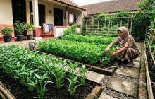Cara Menanam Kangkung Darat di Pekarangan, Mudah dan Cepat Dipanen