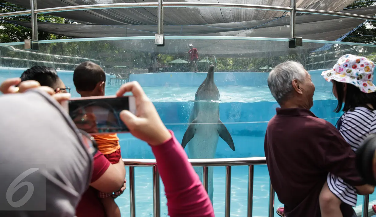 Pengunjung mengambil gambar lumba-lumba di Dolphin Bay, Taman Impian Jaya Ancol, Jakarta, Jumat (14/4). Wahana tersebut menjadi sarana edukasi sekaligus mengenalkan lebih dekat lumba-lumba kepada para pengunjung. (Liputan6.com/Faizal Fanani)