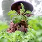 Kelompok Wanita Tani (KWT) D'Shafa merawat tanaman dengan sistem smart farming di agroeduwisata Edufarm Malakasari, Jakarta, Sabtu (29/6/2024). (Liputan6.com/Herman Zakharia)