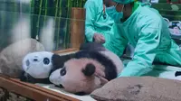 Bayi Panda Satrio Wiratama Siap Dikenalkan ke Publik Mulai 30 Mei 2026