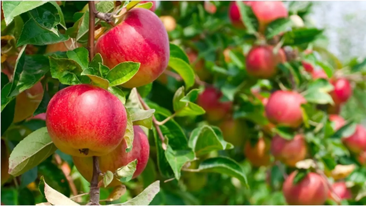 Foto : copyright shutterstock.com