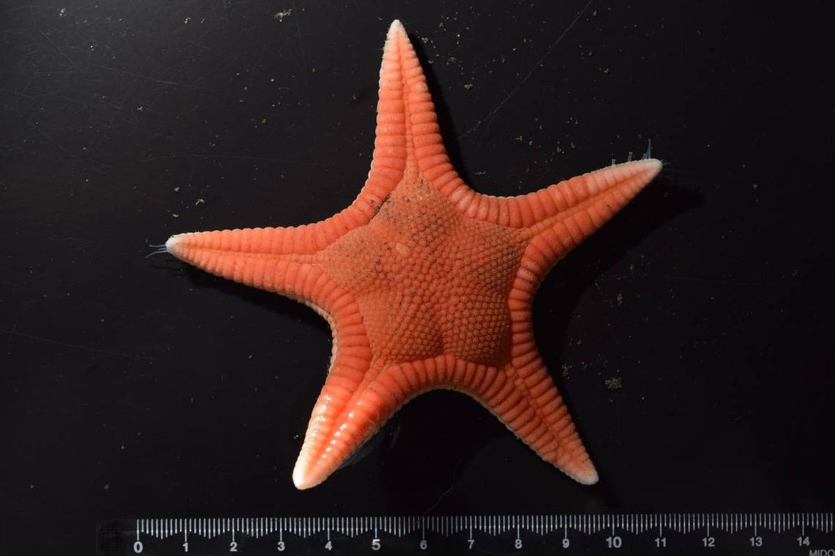 Lepas Pantai Pasifik Jepang, lokasi penemuan spesies baru bintang laut.