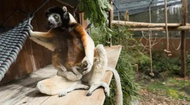 Poppy, seekor sifaka Mahkota betina, memegang anaknya di kebun binatang Mulhouse, Prancis pada 5 Maret 2019. Sifaka mahkota adalah spesies yang terancam punah dari Madagaskar. (Photo by SEBASTIEN BOZON / AFP)