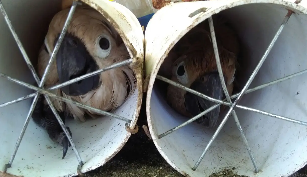 Sejumlah burung Kakatua Putih yang coba diselundupkan dimasukan ke dalam pipa drainase di Labuha, Maluku Utara (16/11). (Handout/Wildlife Conservation Society/AFP)