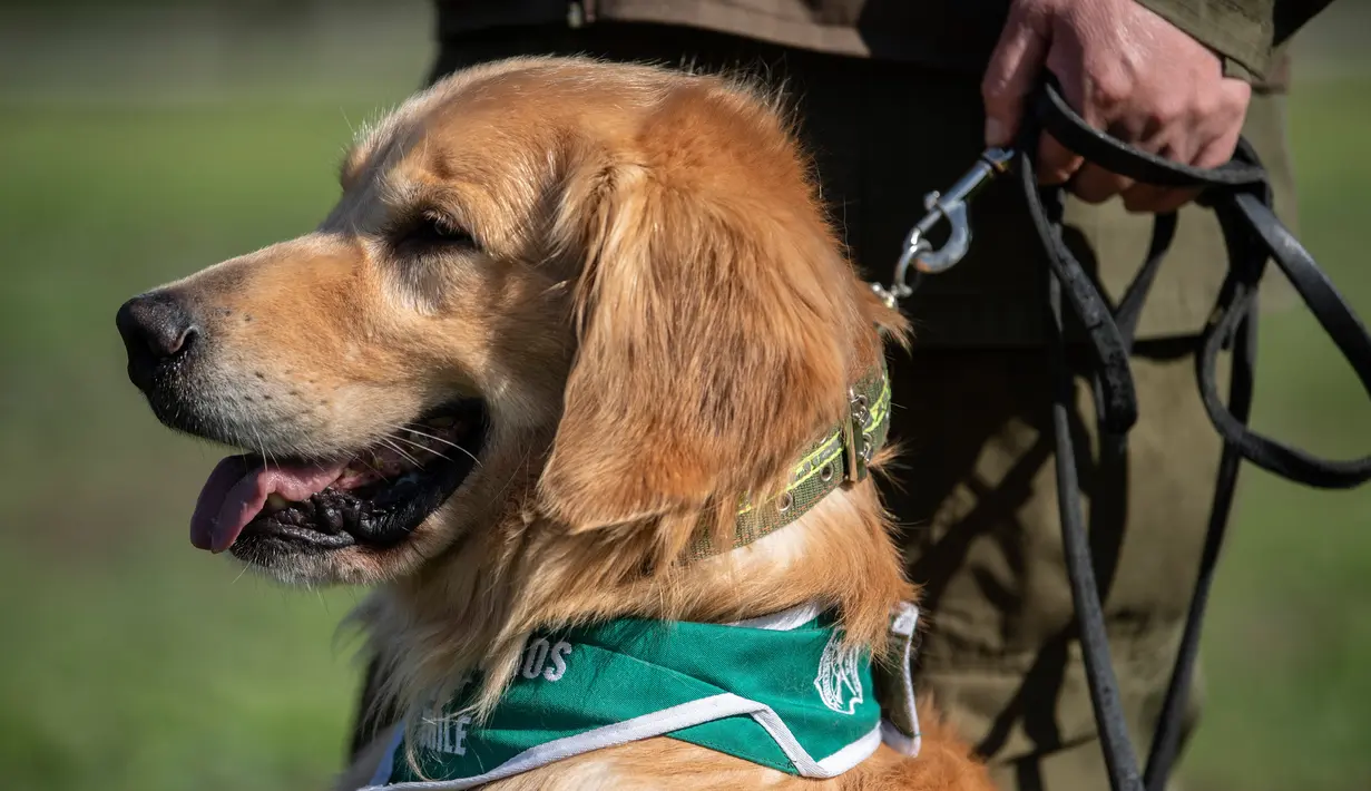 Anggota kepolisian Chile bermain dengan seekor anjing Golden Retriever bernama Clifford sebelum sesi latihan selama presentasi kepada pers di Santiago, Selasa (14/7/2020). Anjing itu dilatih untuk mendeteksi mereka yang mengidap covid-19 dengan mencium bau keringatnya. (Martin BERNETTI/AFP)