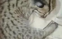 Terancam Punah, Begini Potret Anakan Kucing Macan Akar yang Dilindungi Undang-Undang saat Ditemukan Tanpa Sengaja