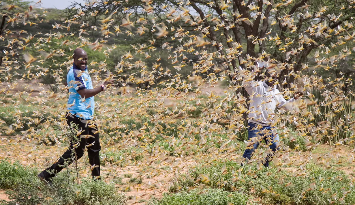 Dua orang pria dikelilingi kawanan belalang gurun di dekat Desa Sissia, Samburu, Kenya, Kamis (16/1/2020). Serbuan belalang gurun kini menjadi ancaman nyata bagi tanaman panen di sebagian Afrika Timur. (AP Photo/Patrick Ngugi)