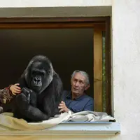 Tak hanya memelihara, pasangan ini ternyata juga tinggal bareng dengan gorila kesayangannya. | via: thesun.co.uk