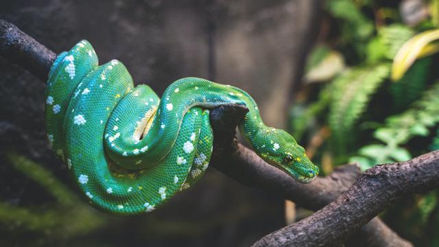 7 Arti Mimpi Digigit Ular di Kaki, Tak Selalu Jadi Pertanda Buruk