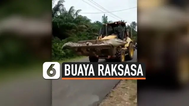 VIDEO: Viral, Buaya Raksasa Mati Dibawa Pakai Buldozer