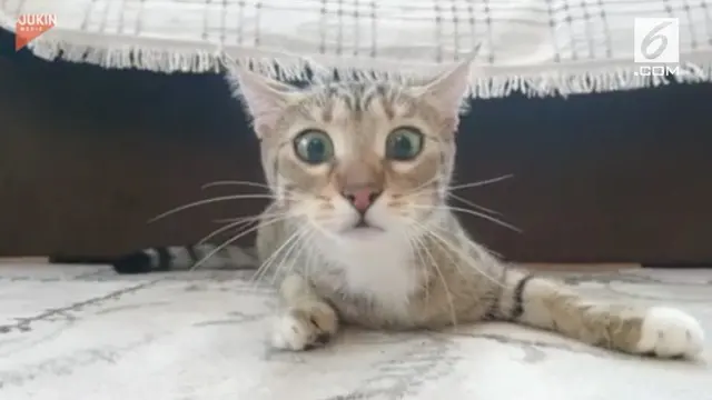 VIDEO: Kocak! Ekspresi Tegang Kucing Nonton Film