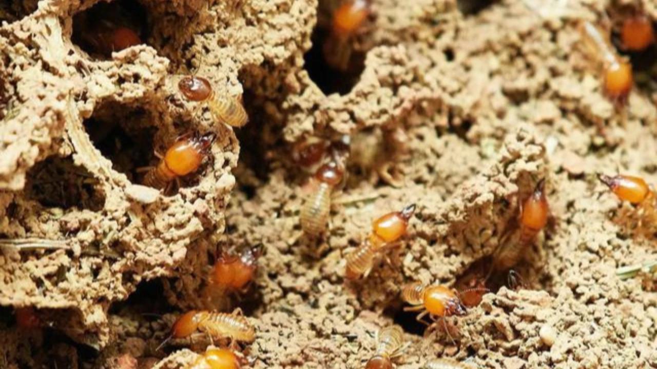 3 Cara Mudah Membasmi Rayap di Atap Rumah, Dijamin Ampuh