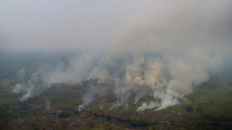 Terpapar Kabut Asap, Belasan Orangutan di Nyaru Menteng Terserang ISPA