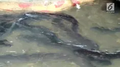 Belut raksasa yang diberi nama Morea ini sangat dilindungi di Maluku. Warga dilarang menangkap dan mengonsumsi ikan ini.