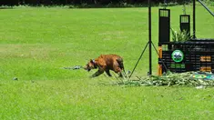 Seekor harimau Sumatera saat dilepasliarkan di hutan kawasan Tambling Wildlife Nature Conservation (TWNC), Lampung, Selasa (3/3/2015). TWNC melepasliarkan 2 harimau sumatera untuk meningkatkan populasi harimau yang mulai terancam punah. (Courtesy of TWNC)
