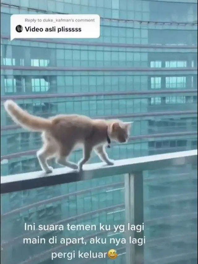 viral video kucing nyari jatuh dari apartemen