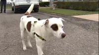 Anjing Hilang Berkelana 1.770 Kilometer Sebelum Akhirnya Pulang