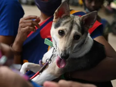 Seorang dokter hewan bersiap untuk menyuntik seekor anjing dengan dosis vaksin antirabies pada kesempatan Hari Rabies Sedunia di Rumah Sakit Universitas Hewan Tamil Nadu, Chennai, Rabu (29/9/2021). Hari Rabies Sedunia diselenggarakan pada tanggal 28 September setiap tahun. (Arun SANKAR/AFP)