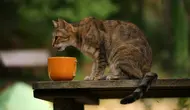 Cara Membuat Makanan Kucing Sendiri yang Sehat, Hemat, dan Disukai Anabul